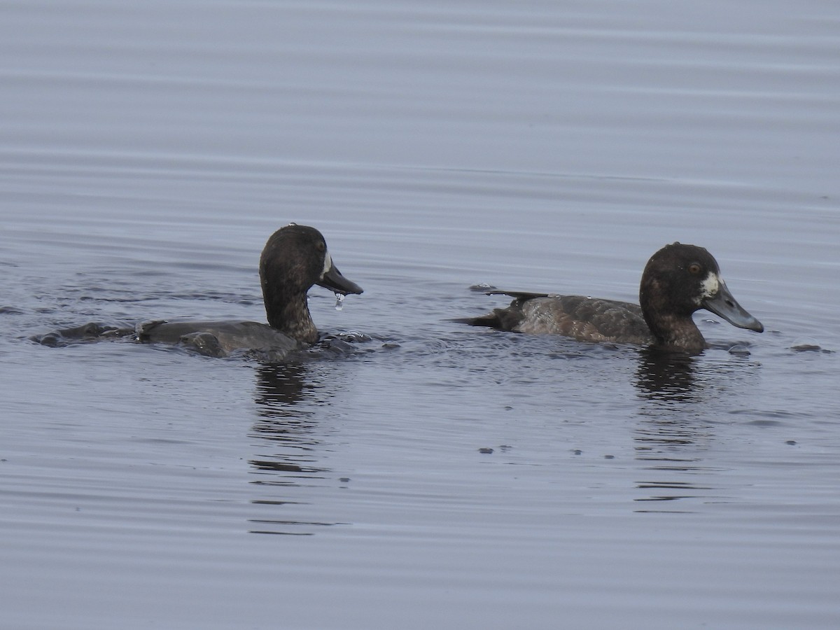 Greater Scaup - ML647490488