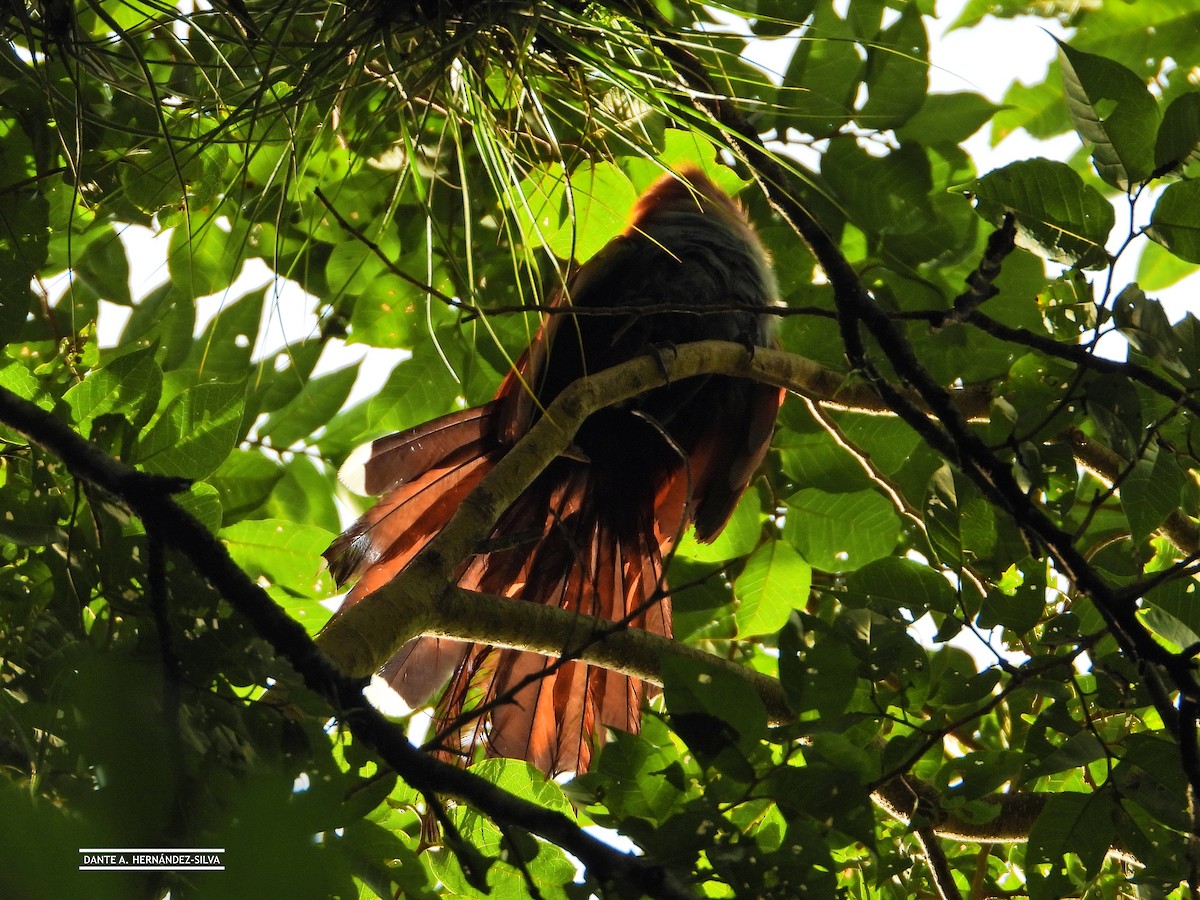 Common Squirrel-Cuckoo - ML647490489