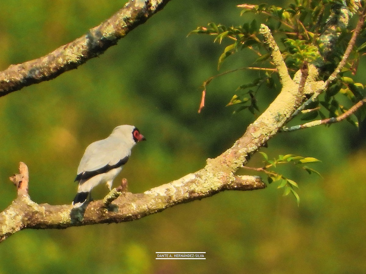 Masked Tityra - ML647490490