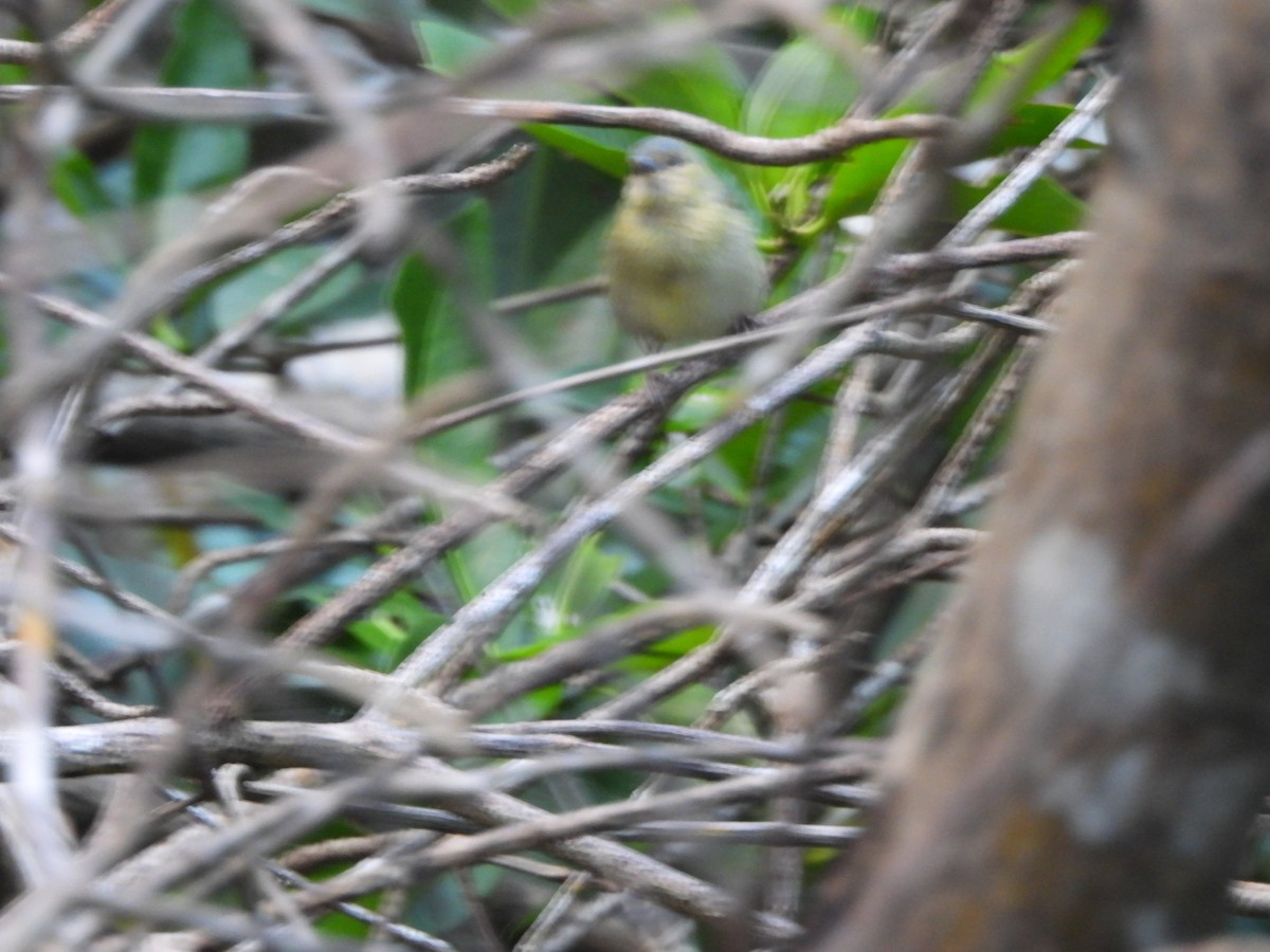 Bicolored Conebill - ML647490497