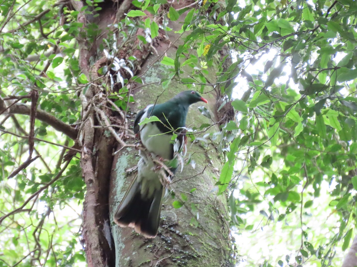 New Zealand Pigeon - ML647490503