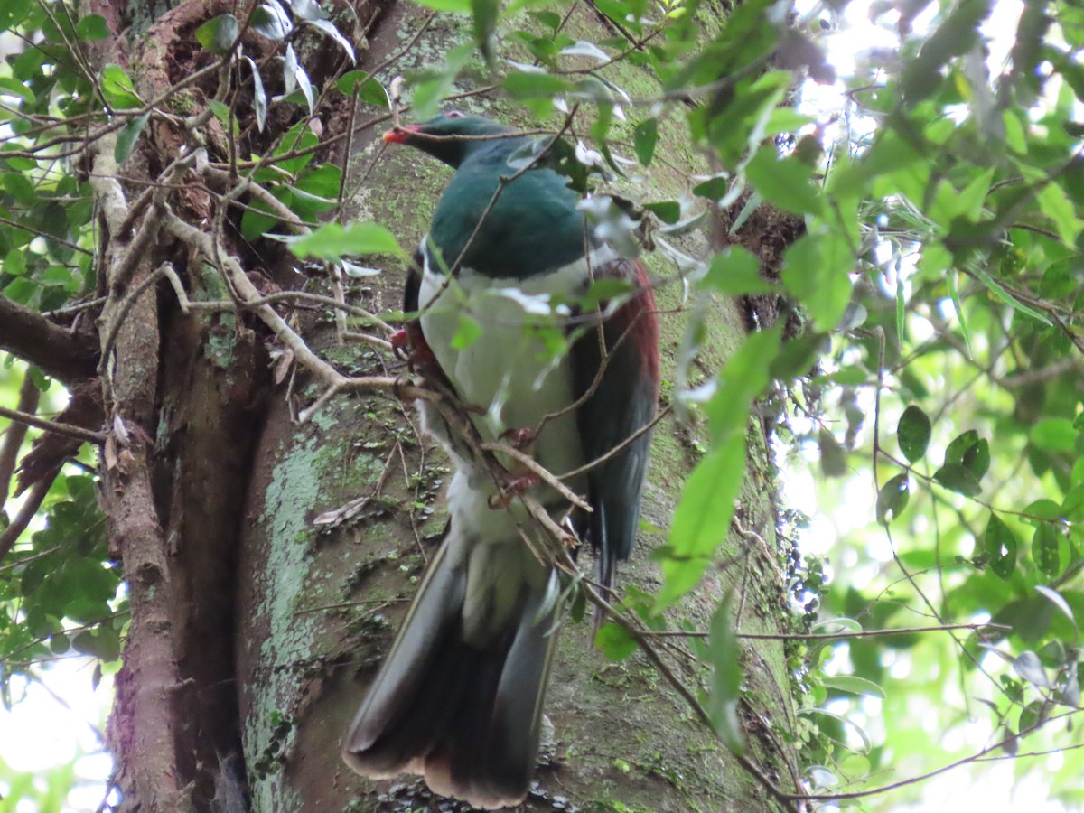 New Zealand Pigeon - ML647490504