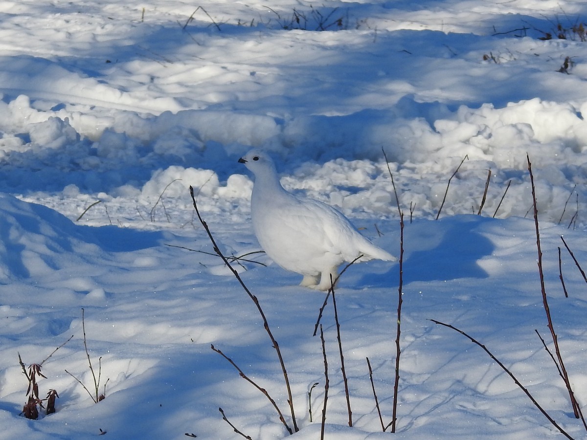 Moorschneehuhn - ML647490509
