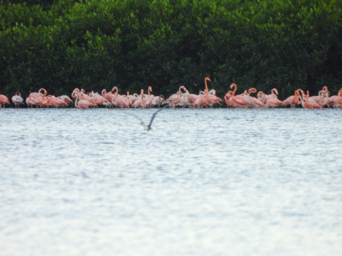 American Flamingo - ML647490511