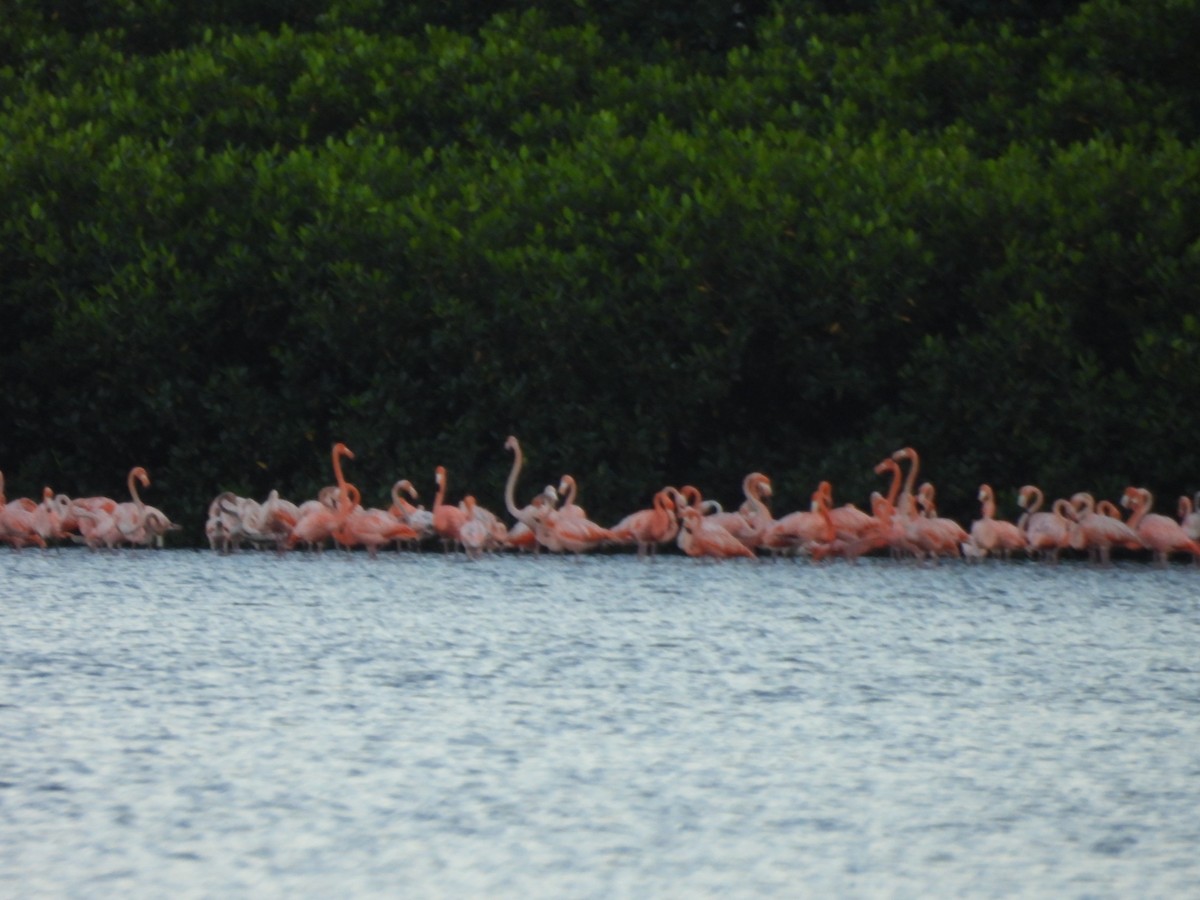 American Flamingo - ML647490512