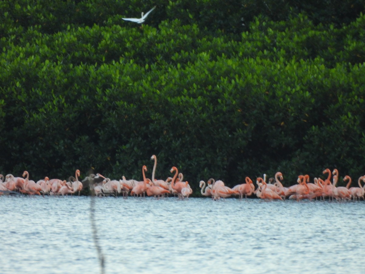 American Flamingo - ML647490513