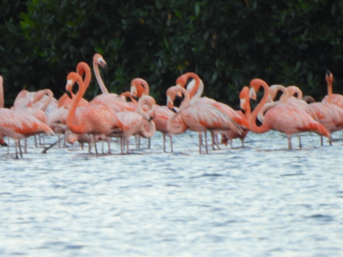American Flamingo - ML647490514