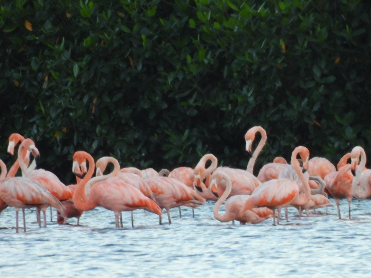 American Flamingo - ML647490515