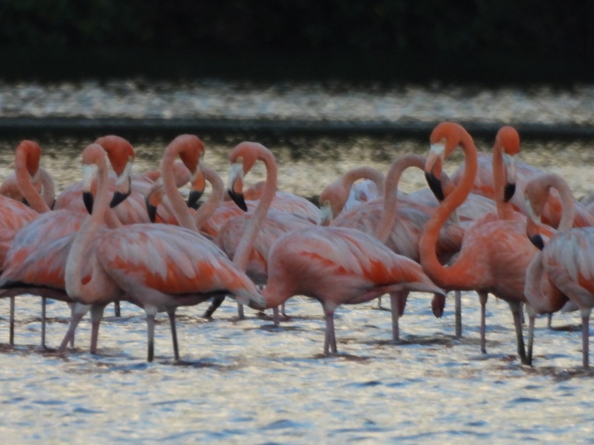 American Flamingo - ML647490520