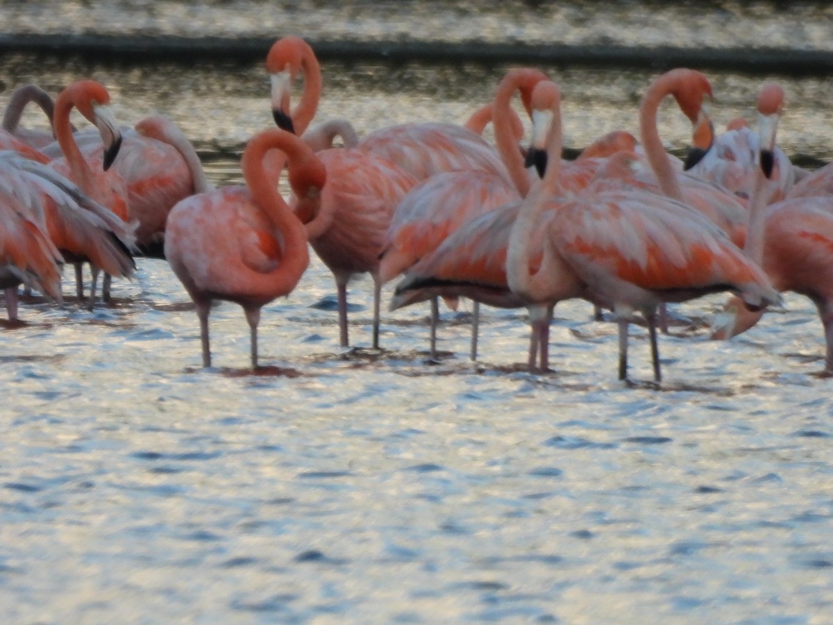 American Flamingo - ML647490521
