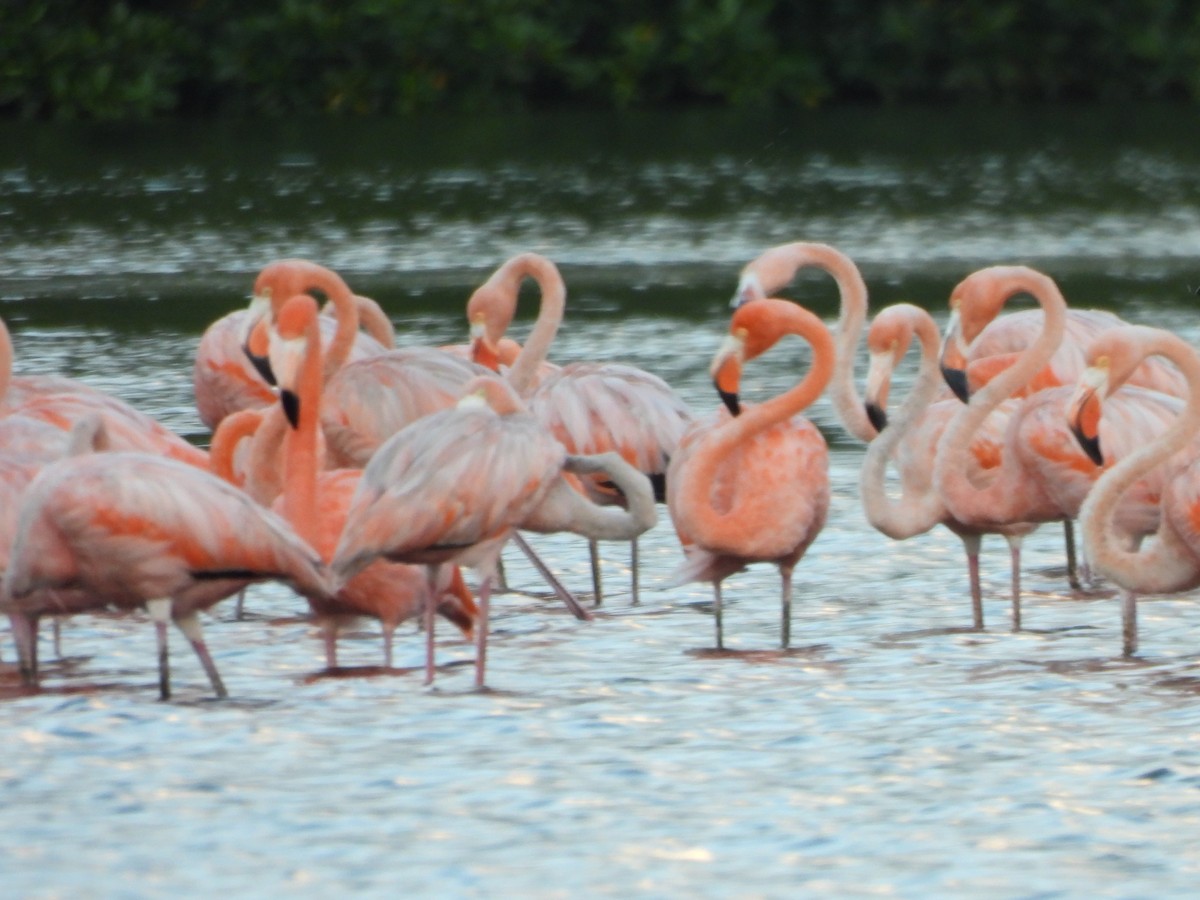 American Flamingo - ML647490531