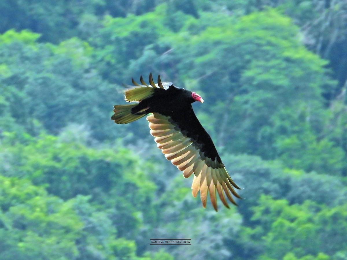 Turkey Vulture - ML647490569