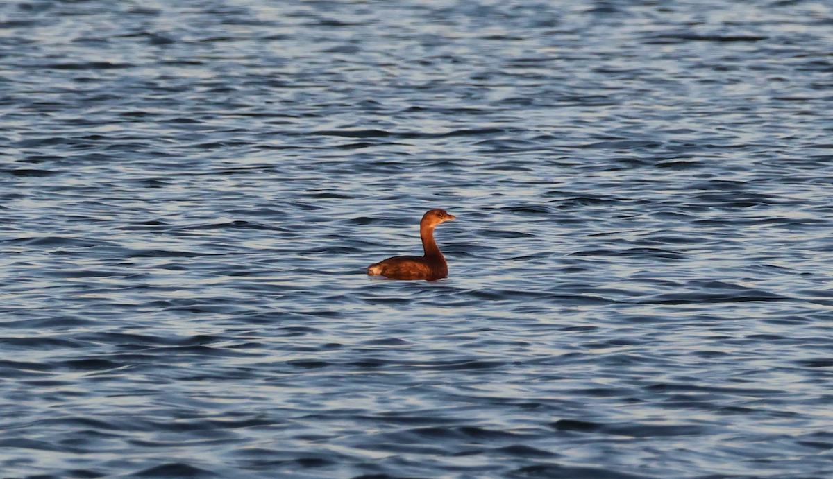 Pied-billed Grebe - ML647490570