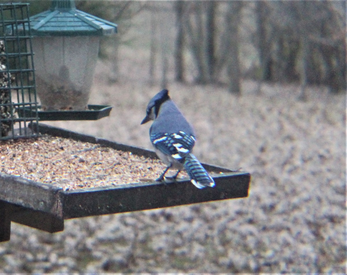Blue Jay - ML647490593