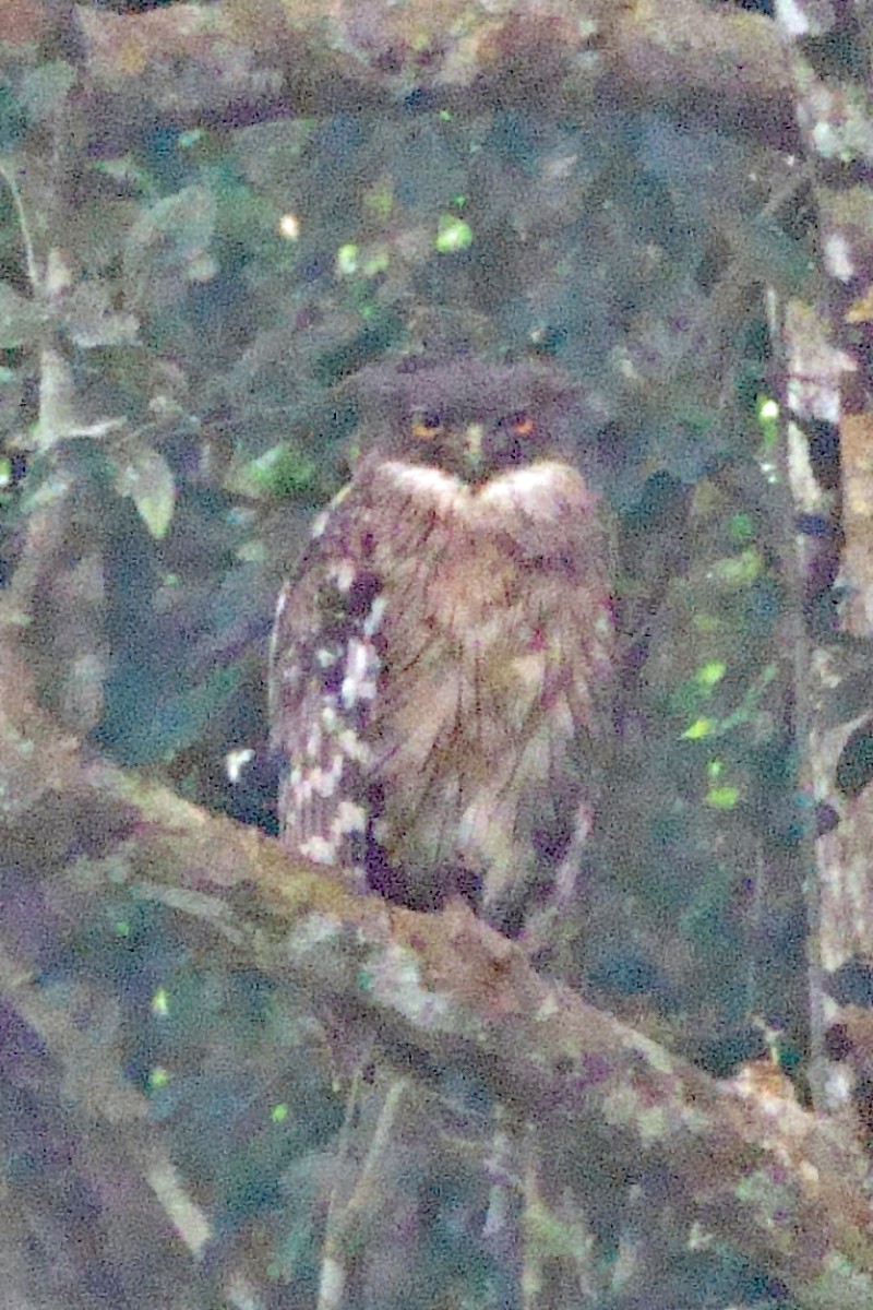 Grand-duc brun - ML647490594