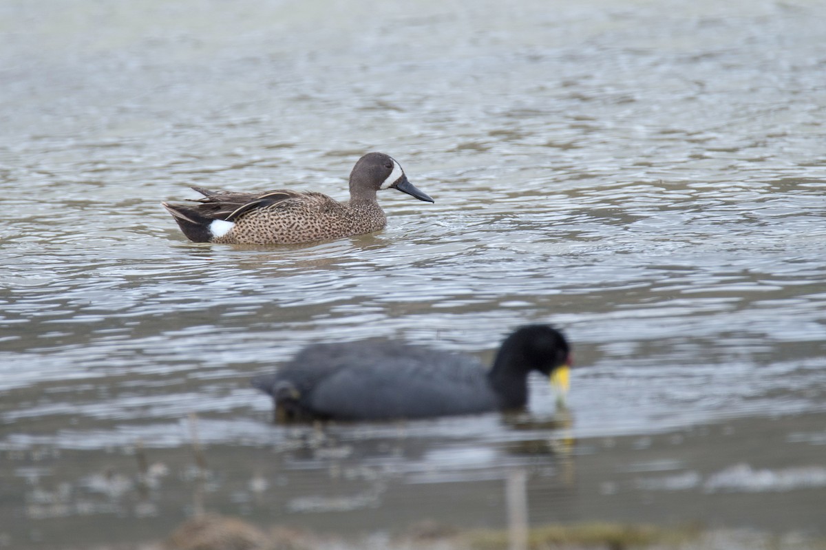 Zertzeta hegalurdina - ML647490599