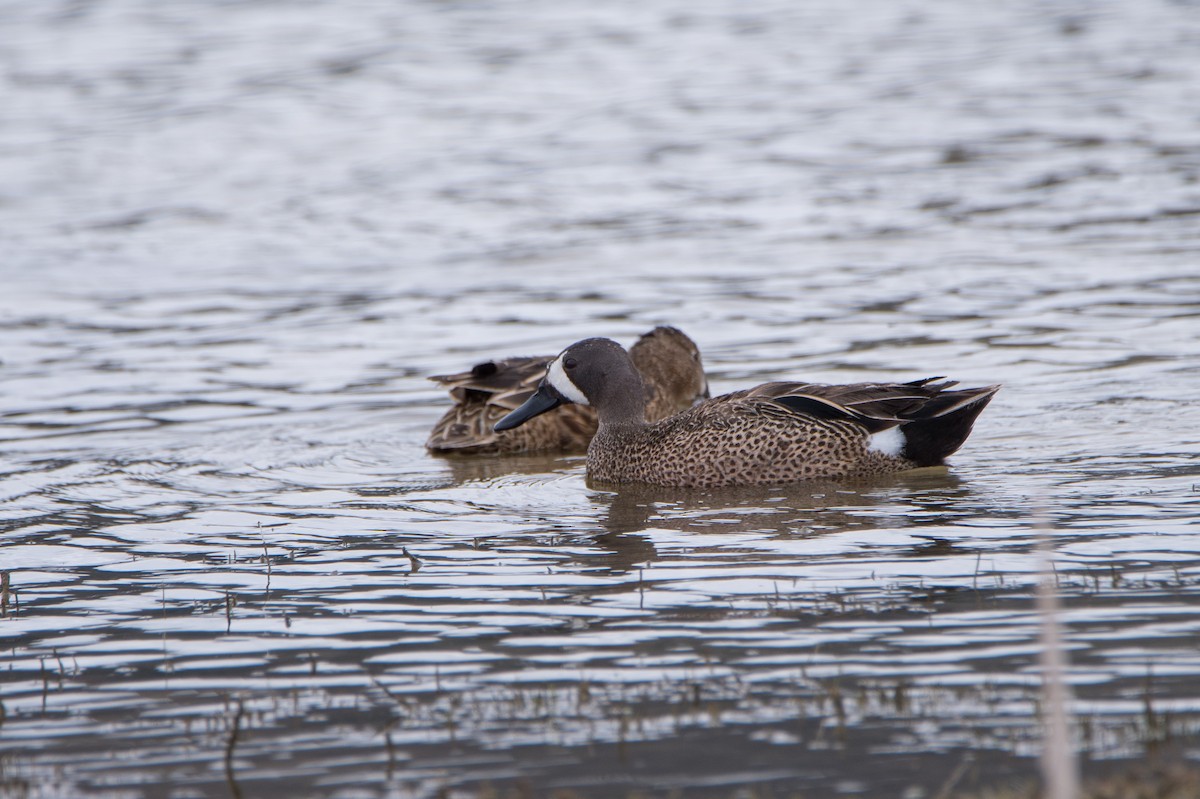 Zertzeta hegalurdina - ML647490605