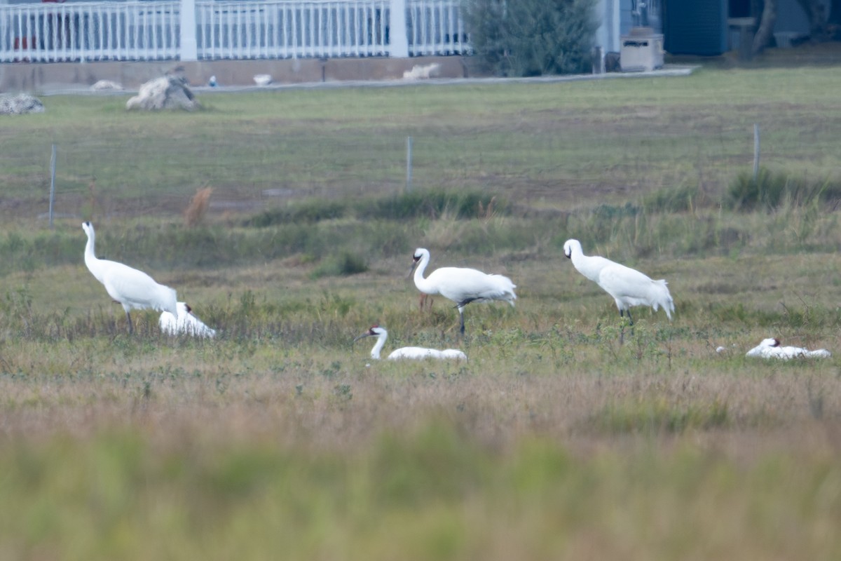 trompettrane - ML647490607