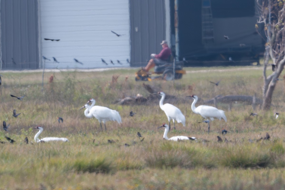 trompettrane - ML647490608