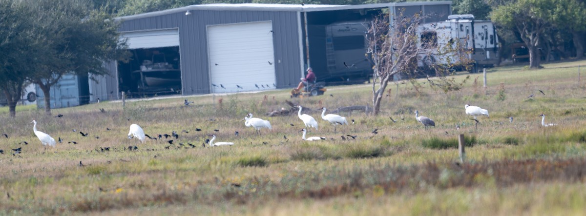 trompettrane - ML647490609