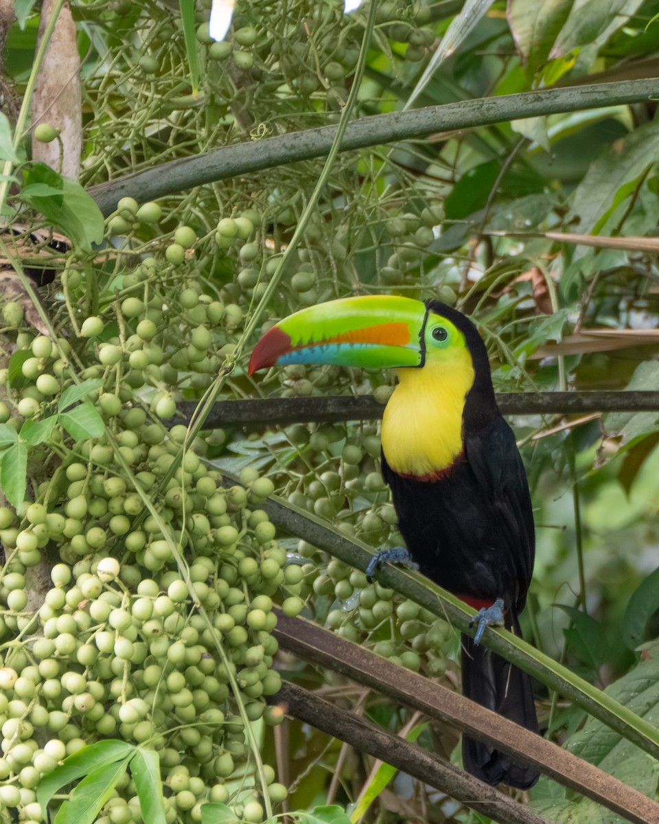 Fischertukan - ML647490630