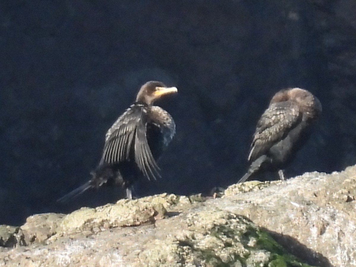 Double-crested Cormorant - ML647490648
