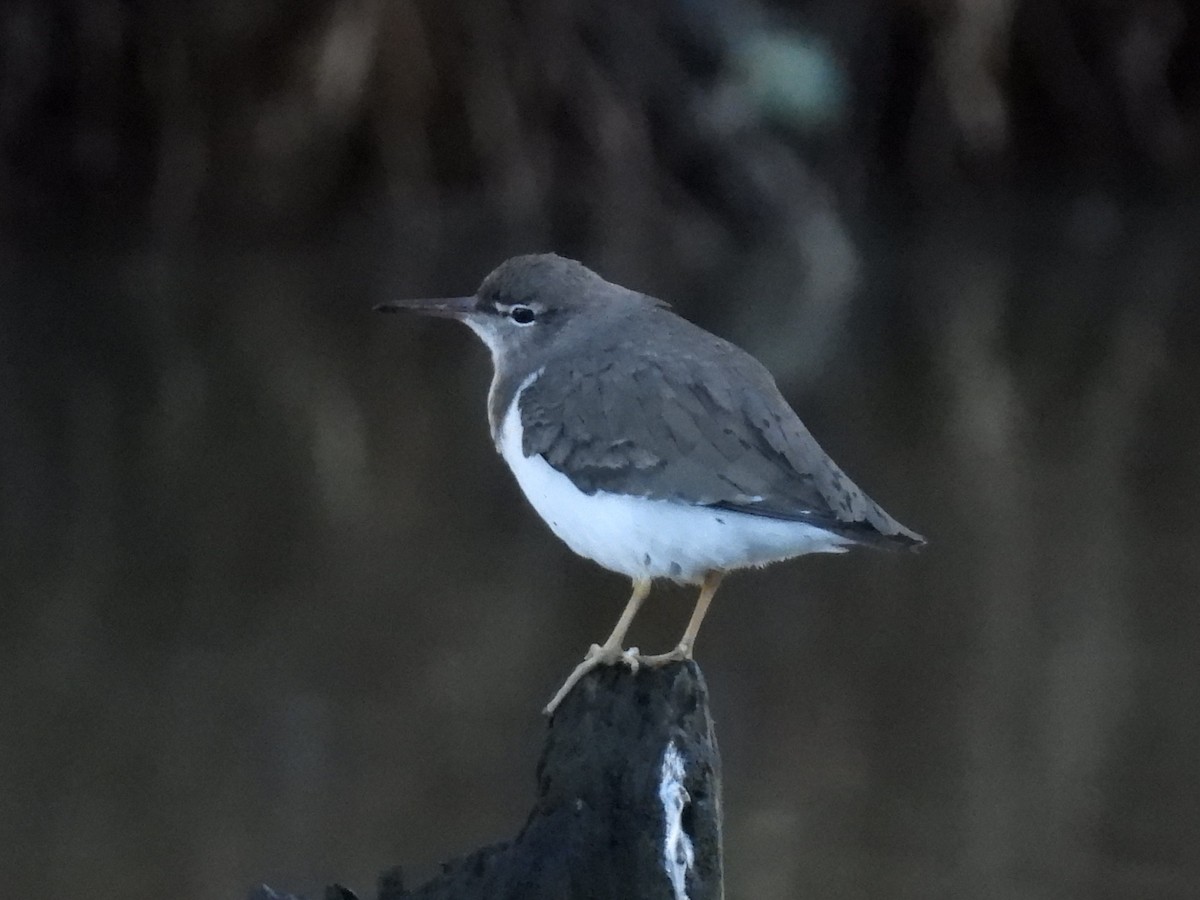 Spotted Sandpiper - ML647490657
