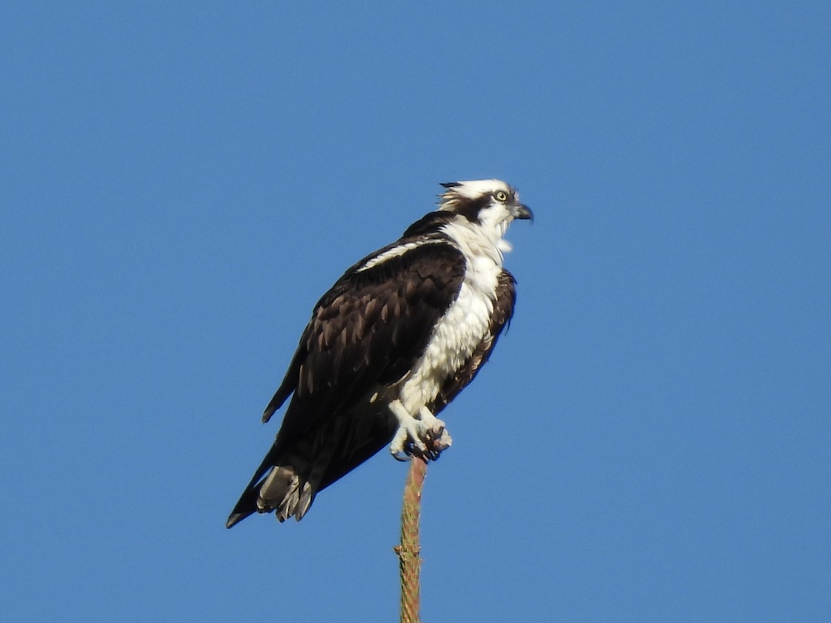 Скопа західна - ML647490658