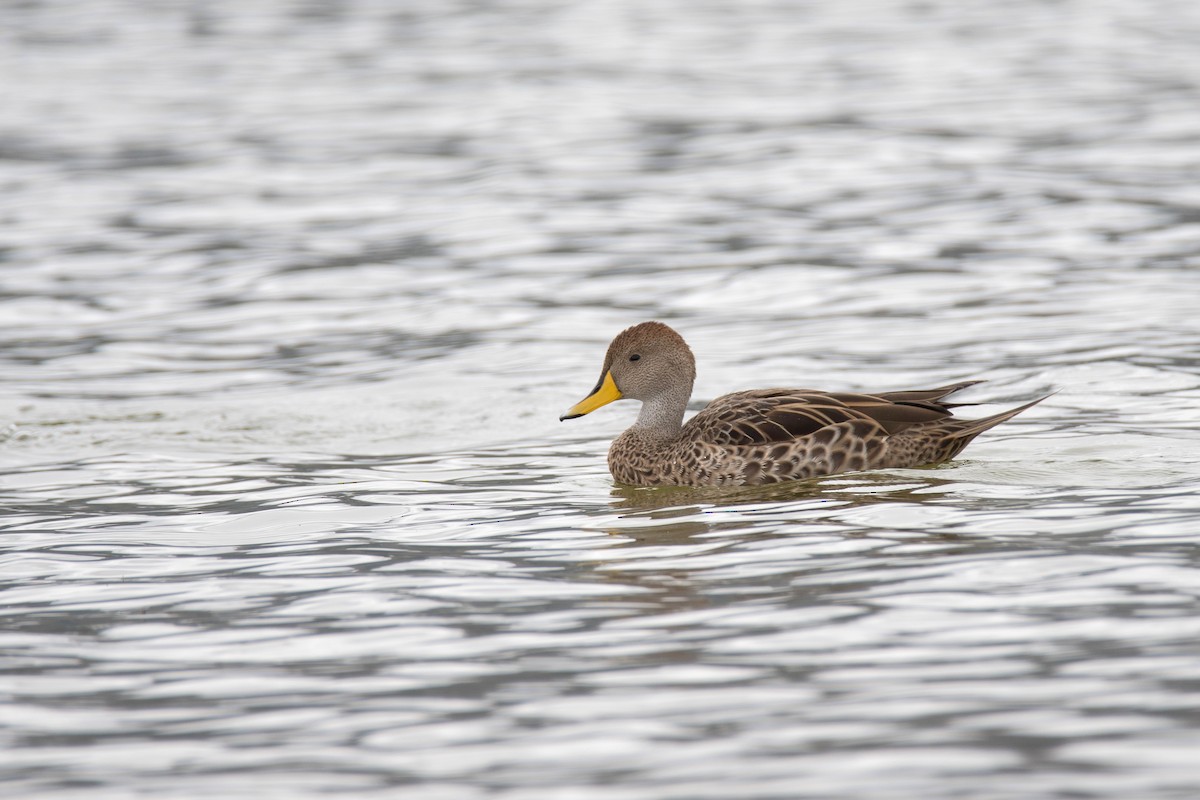 gulnebbstjertand - ML647490659