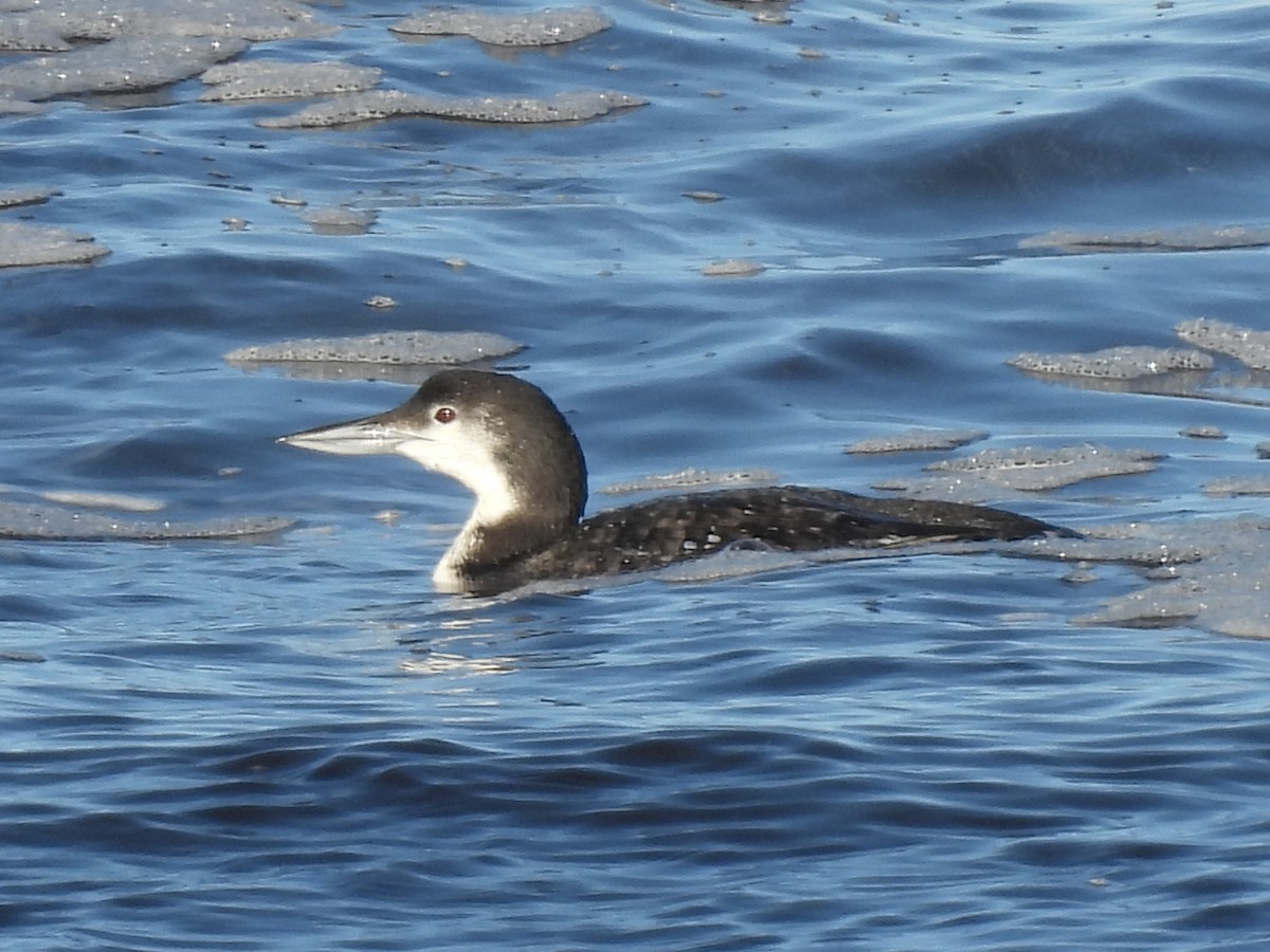 Common Loon - ML647490660
