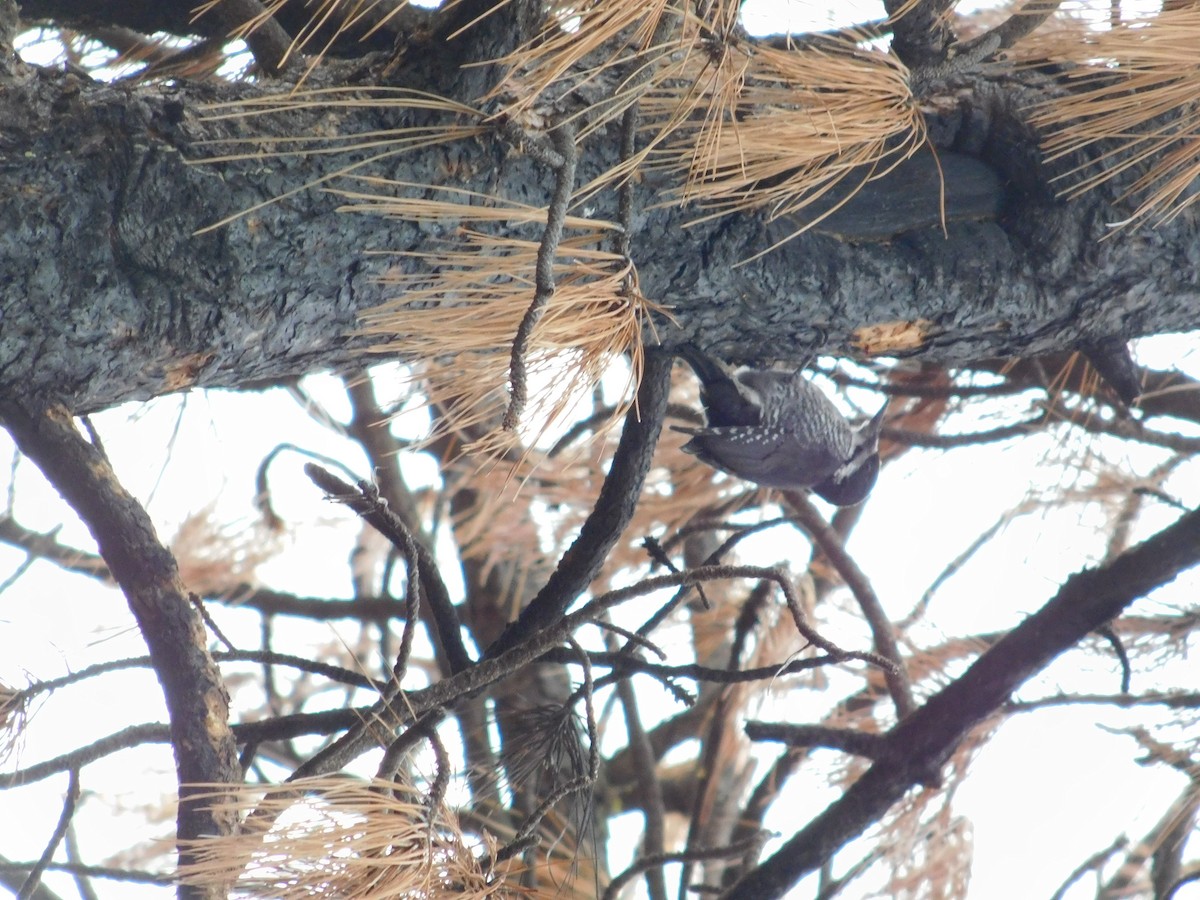 Black-backed Woodpecker - ML647490666