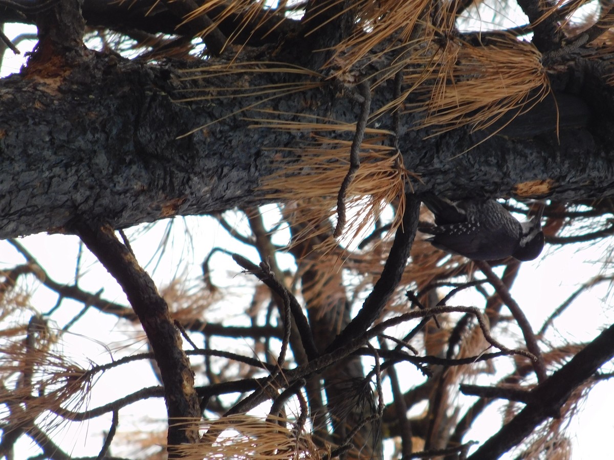 Black-backed Woodpecker - ML647490667