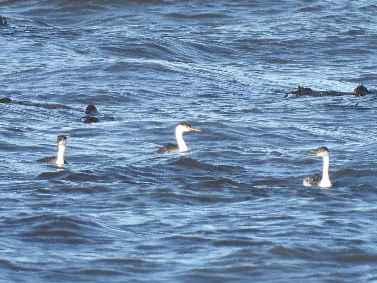 Western Grebe - ML647490669