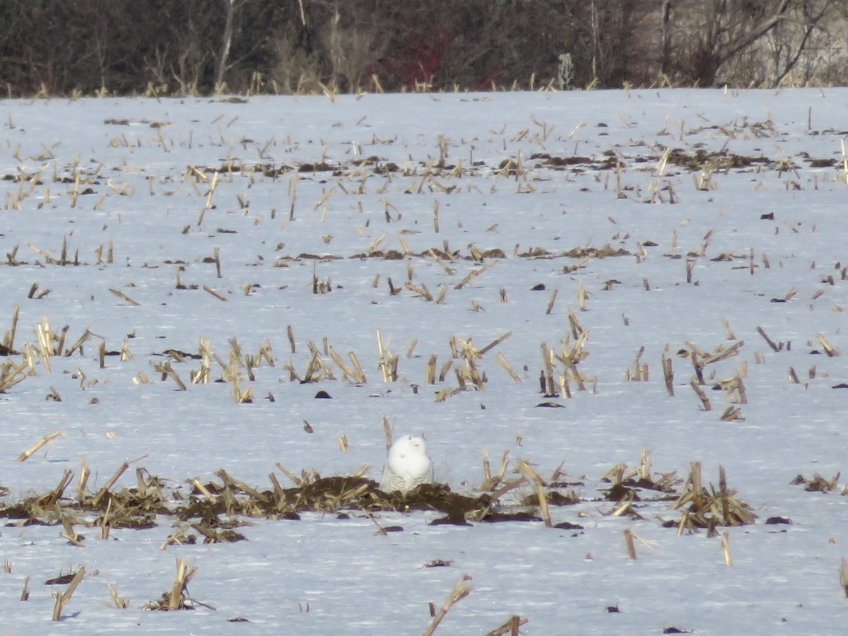 Snowy Owl - ML647490673