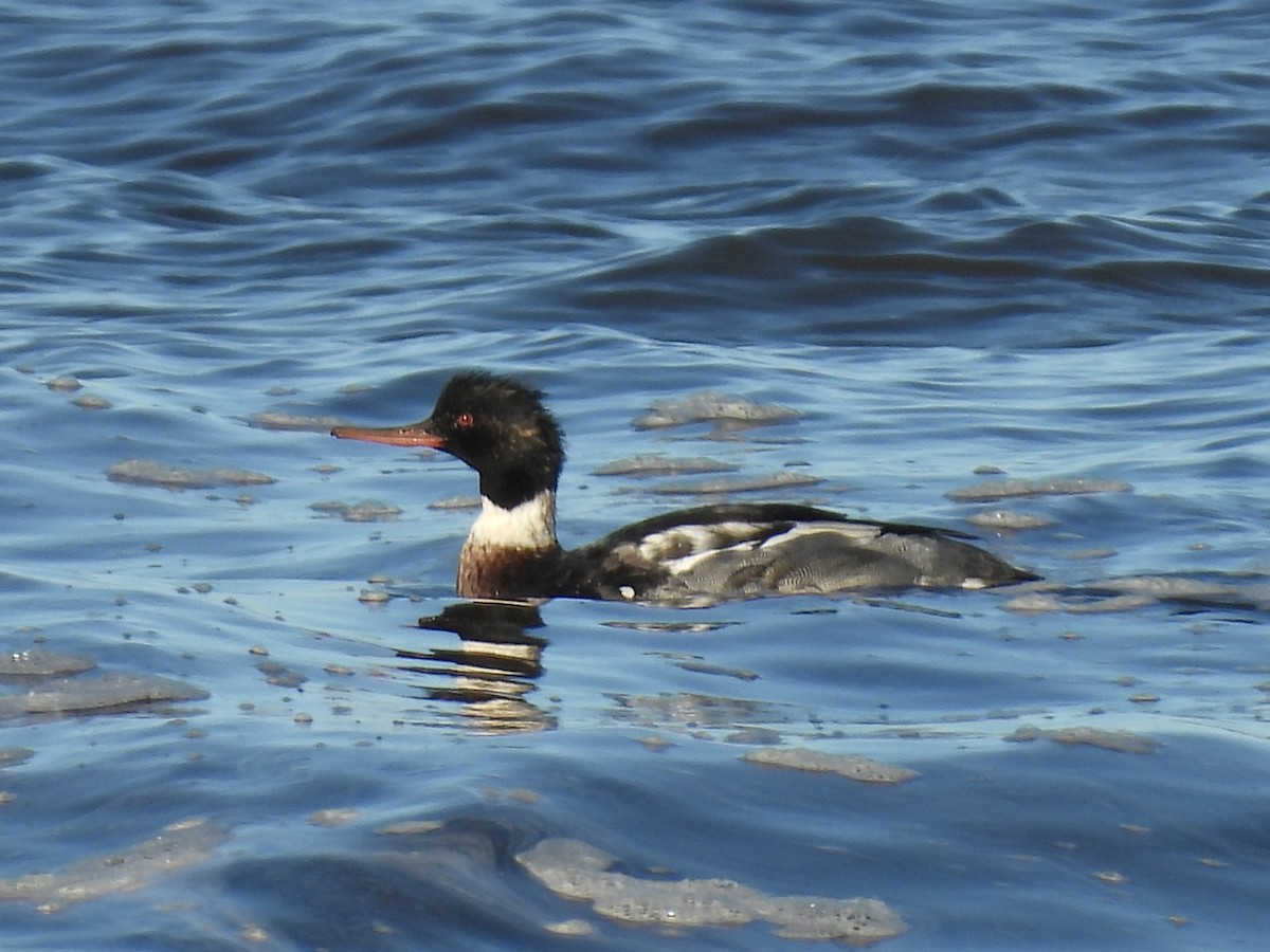 Red-breasted Merganser - ML647490675