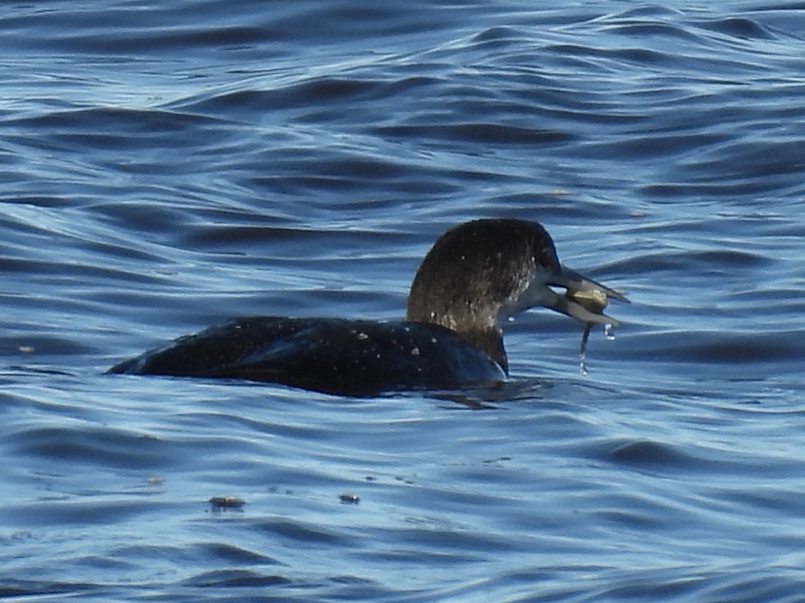 Common Loon - ML647490687