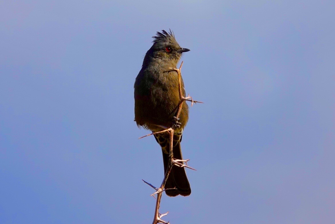 Phainopepla - ML647490705