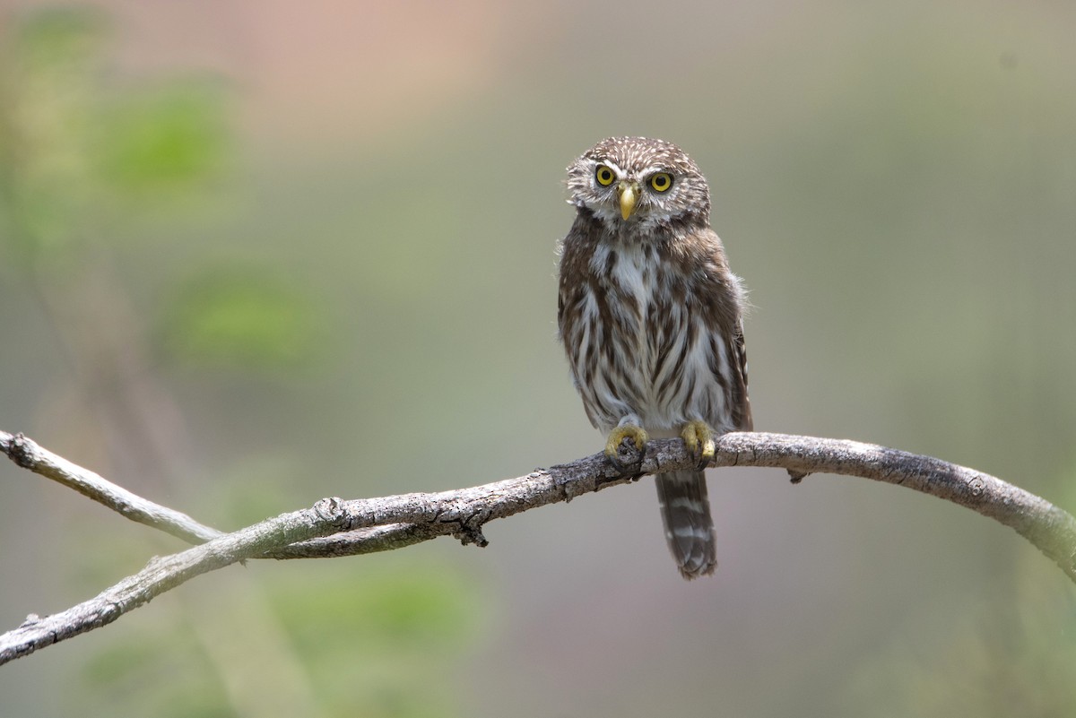 Peruvian Pygmy-Owl - ML647490708