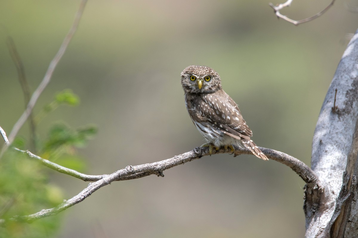 Peruvian Pygmy-Owl - ML647490709
