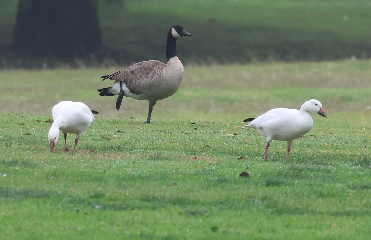 Snow Goose - ML647490710