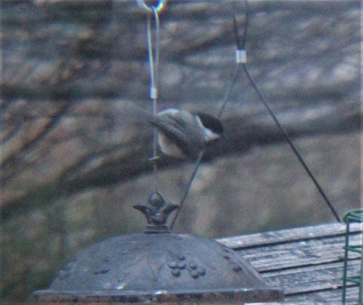 Carolina Chickadee - ML647490712
