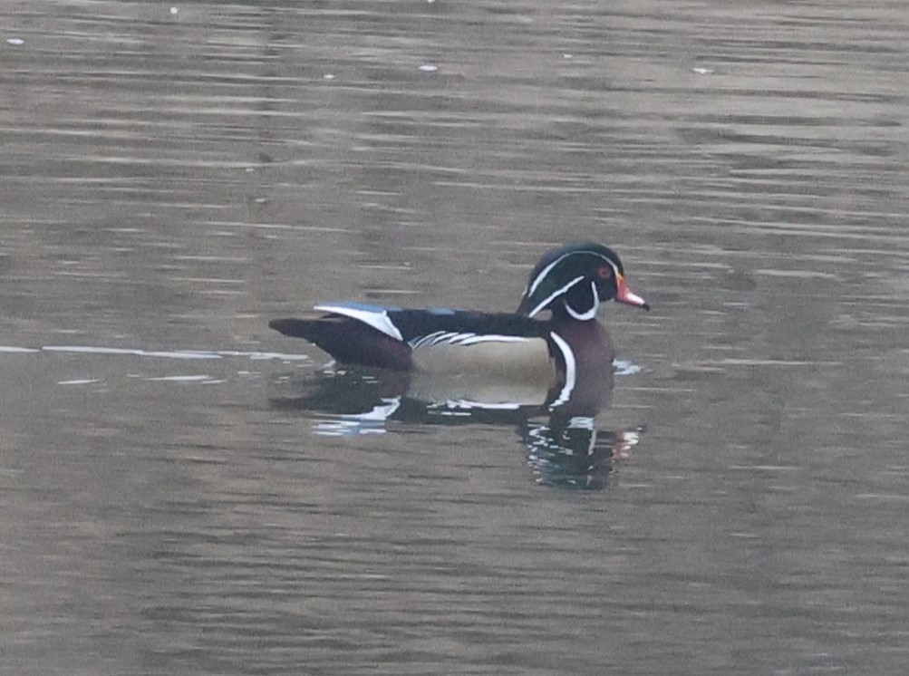 Wood Duck - ML647490715