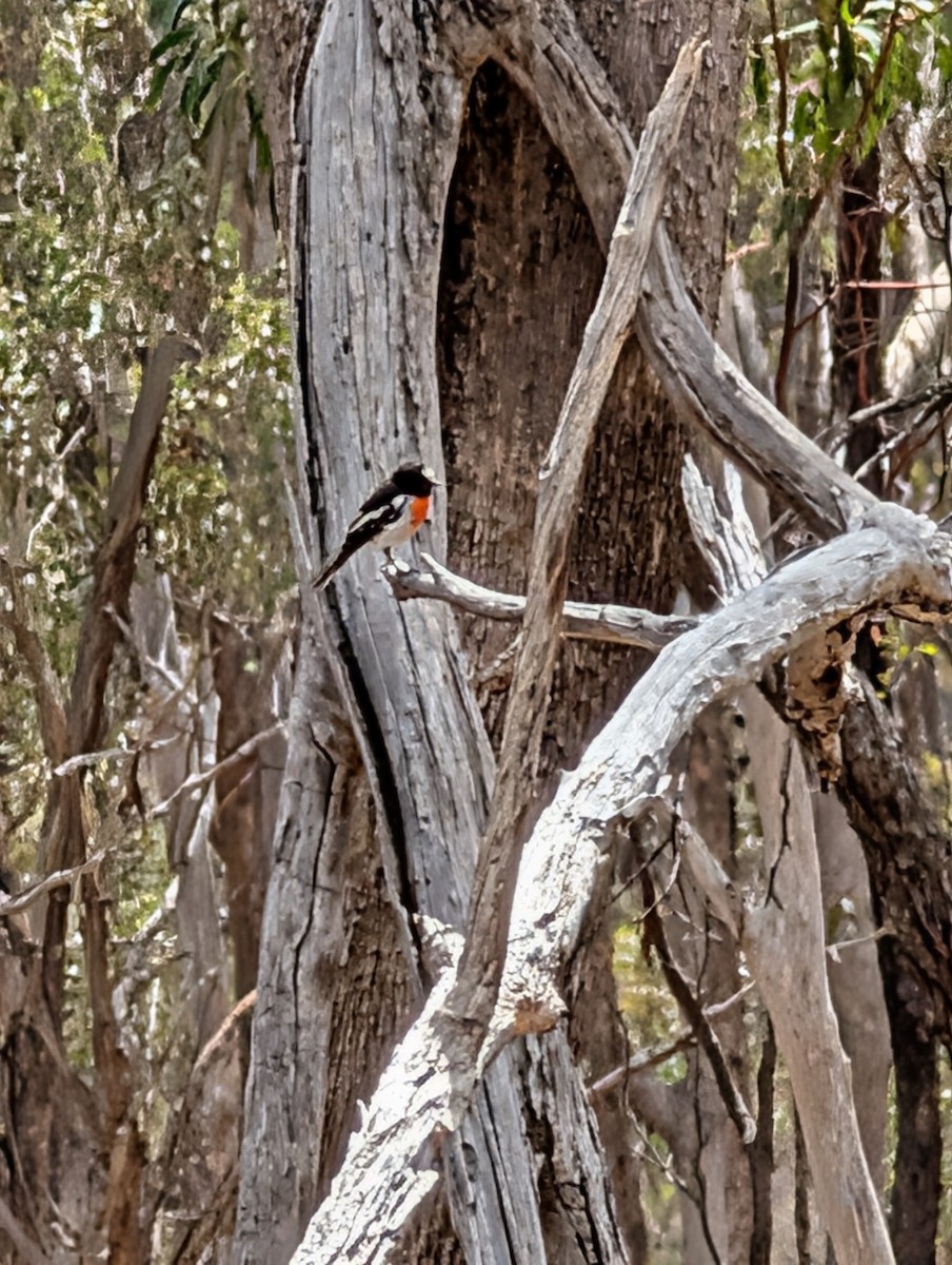 Scarlet Robin - ML647490719