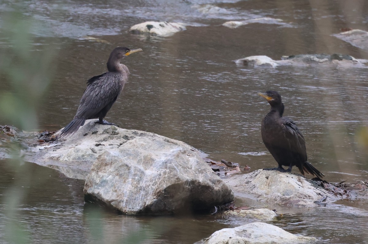 Neotropic Cormorant - ML647490720