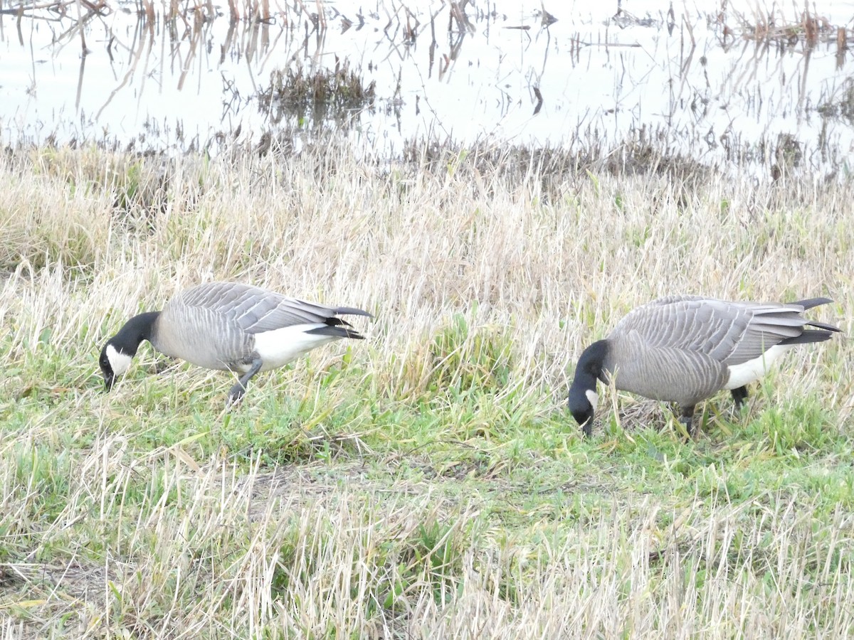 Cackling Goose - ML647490721