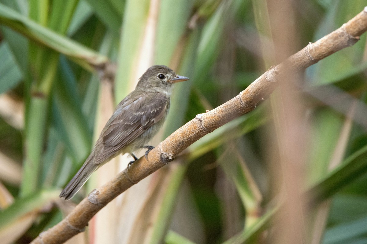 Alder Flycatcher - ML647490723