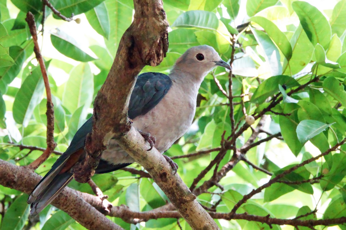 Green Imperial-Pigeon - ML647490724