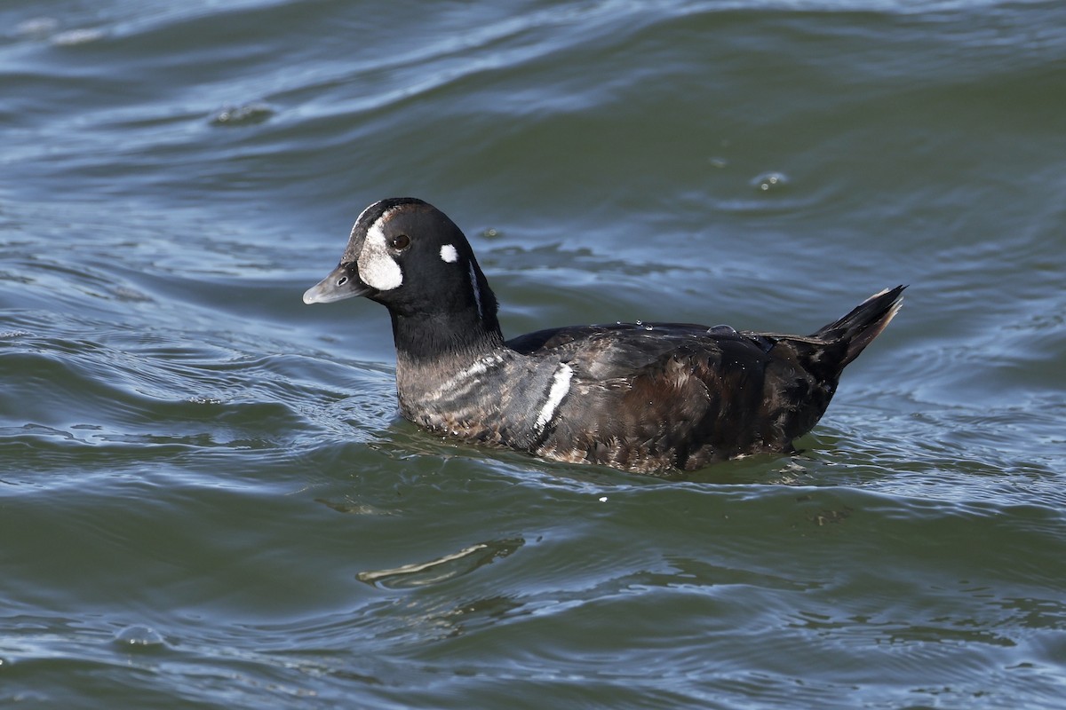 Ahate arlekina - ML647490725