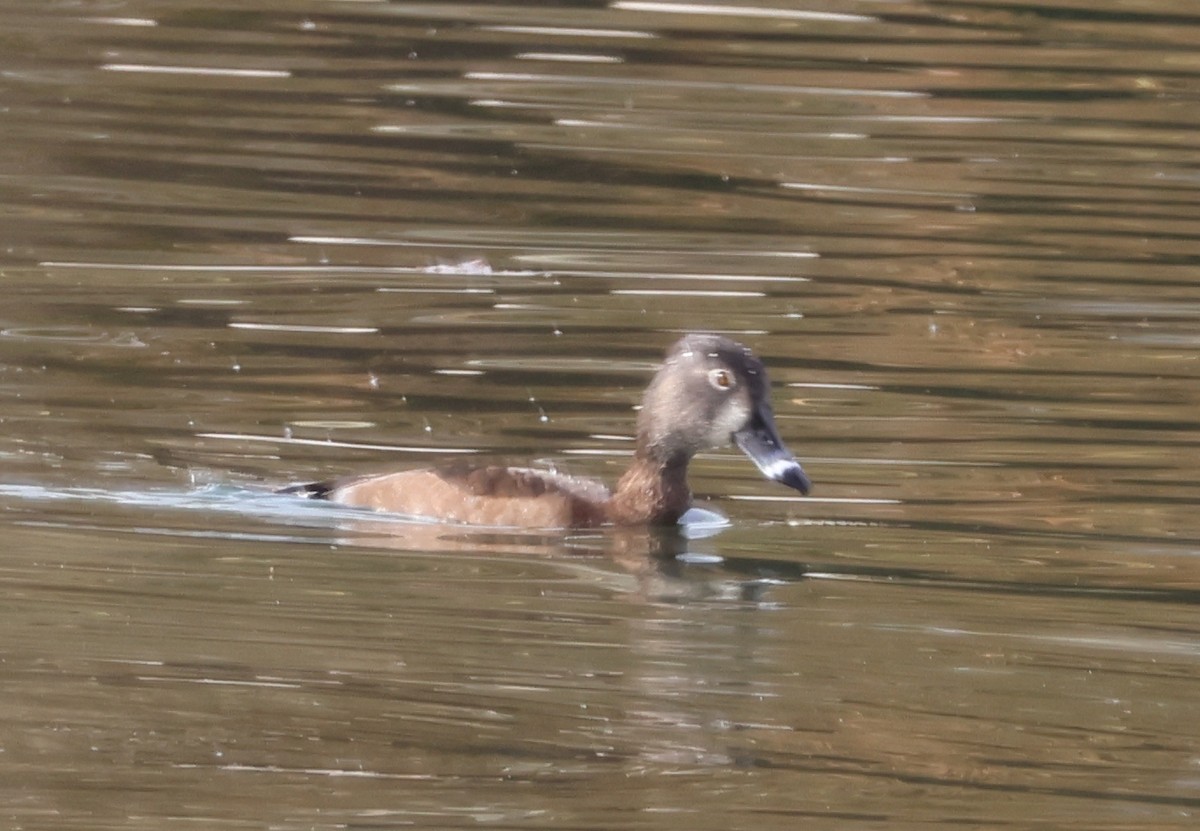Ring-necked Duck - ML647490726