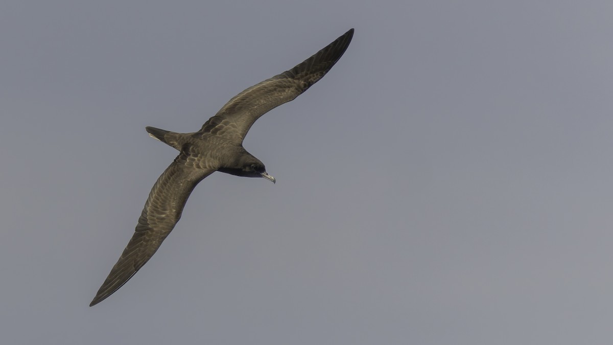 Wedge-tailed Shearwater - ML647490727
